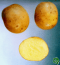 Marabel, sadbové brambory, raná odrůda (varný typ BA)