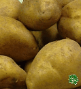 Princess, sadbové brambory, raná odrůda (varný typ AB)