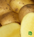 Agria, sadbové brambory, poloraná až polopozdní odrůda (varný typ B až BC)
