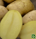sadbové brambory - Impala - velmi raná odrůda (varný typ B)