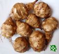 Topinambury, židovské brambory, Helianthus tuberosus, jeruzalémské 
           artyčoky